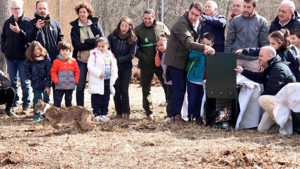 Suárez-Quiñones ha procedido a la liberación de dos nuevos ejemplares de lince ibérico, Villano y Viñegra, macho y hembra procedentes de los centros de cría de Zarza de Granadilla y El Acebuche