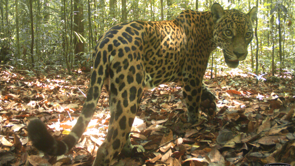 El jaguar está clasificado como “casi amenazado” en la lista roja de la Unión Internacional para la Conservación de la Naturaleza (UICN).