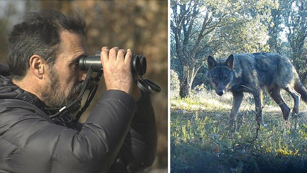 Jorge Soto, de Ascel, y un lobo en Castilla y León