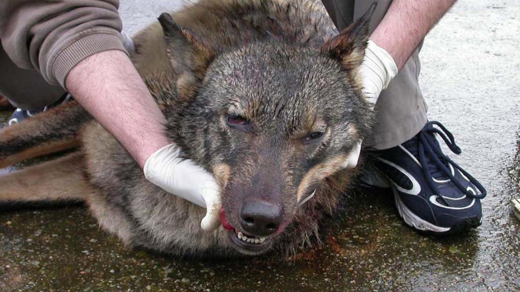 Primer plano de un lobo en Castilla y León