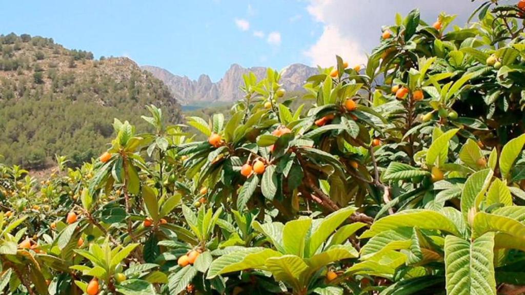 Nísperos de Callosa d'en Sarrià.