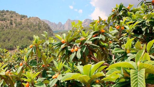 Nísperos de Callosa d'en Sarrià.