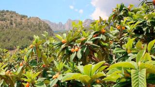 Nísperos de Callosa d'en Sarrià.