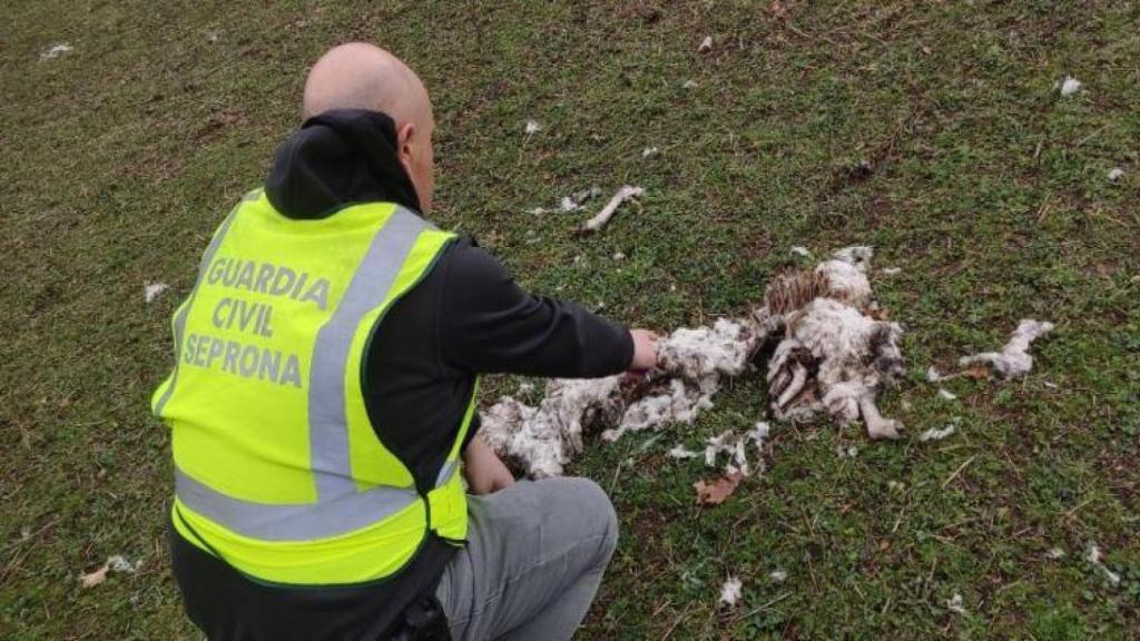 Investigan a un vecino de Ourense por maltrato y abandono de 19 animales en una finca