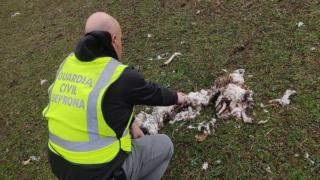 Investigan a un vecino de Ourense por maltrato y abandono de 19 animales en una finca