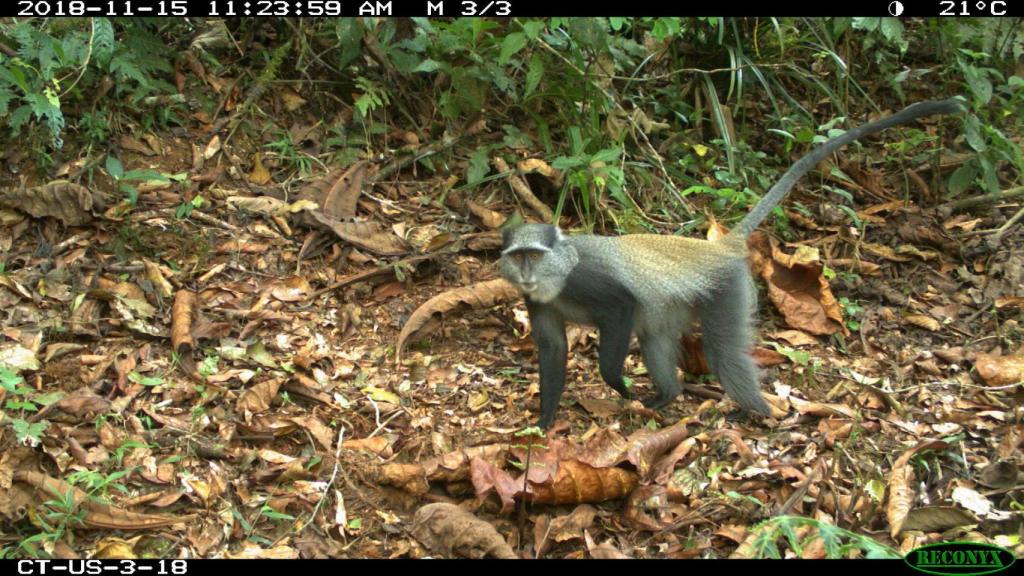 El mono azul se encuentra en peligro de extinción con una tendencia poblacional decreciente.