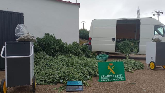 La plantación de marihuana descubierta en una localidad de Ávila