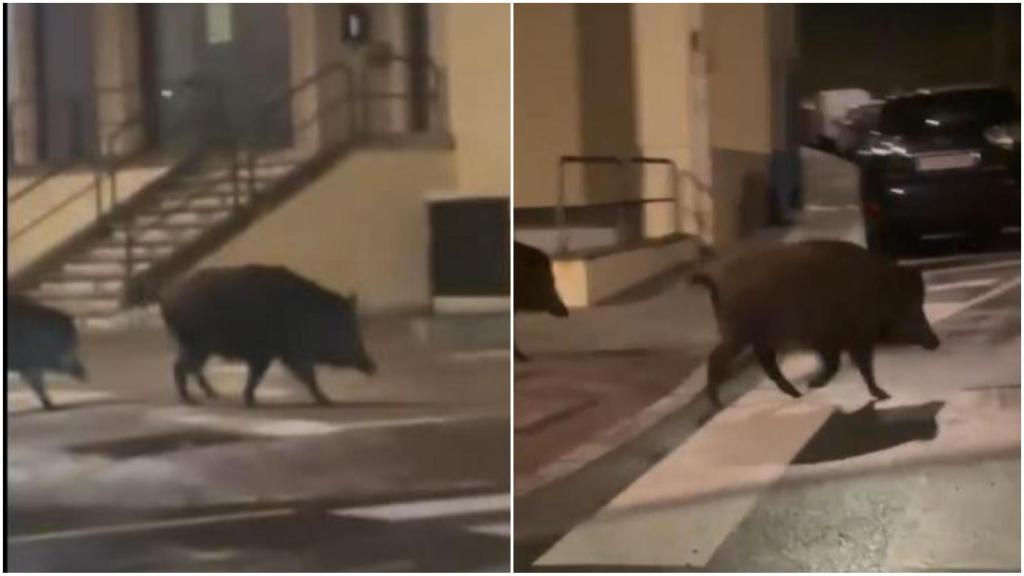 Vídeo: Localizados varios ejemplares de jabalí esta madrugada en Los Rosales de A Coruña