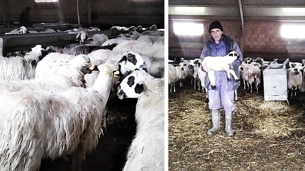 Julián con sus ovejas en la explotación ganadera de Garganchón