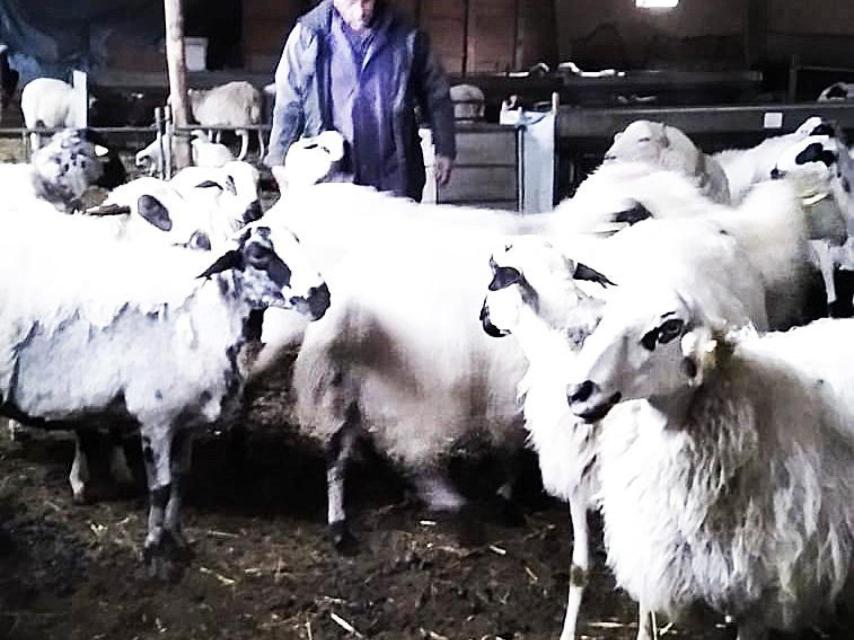 Julián cuidando de sus ovejas