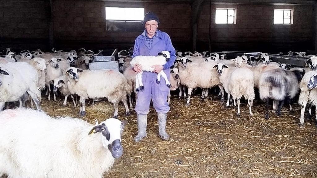 Julián con sus ovejas en la explotación ganadera