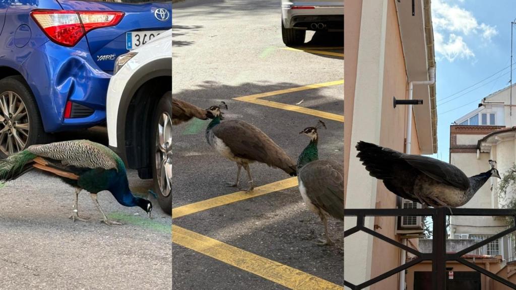 Los pavos reales en el barrio de Salamanca de Madrid.