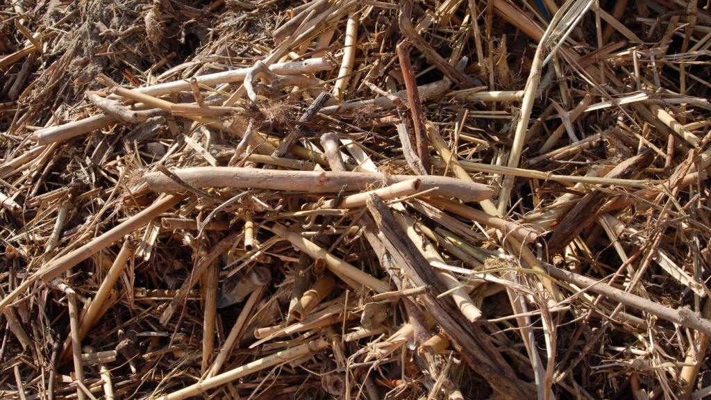 Cañas retiradas de las playas de la Costa del Sol Occidental.
