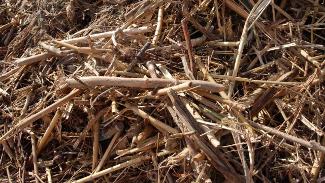 Cañas retiradas de las playas de la Costa del Sol Occidental.