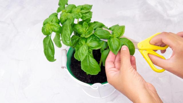 Una persona cortando hojas de albahaca de una maceta (Imagen de archivo)
