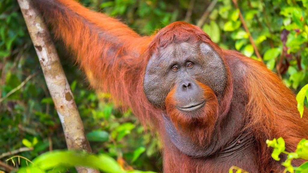 Orangután en estado salvaje en esta zona de Indonesia.