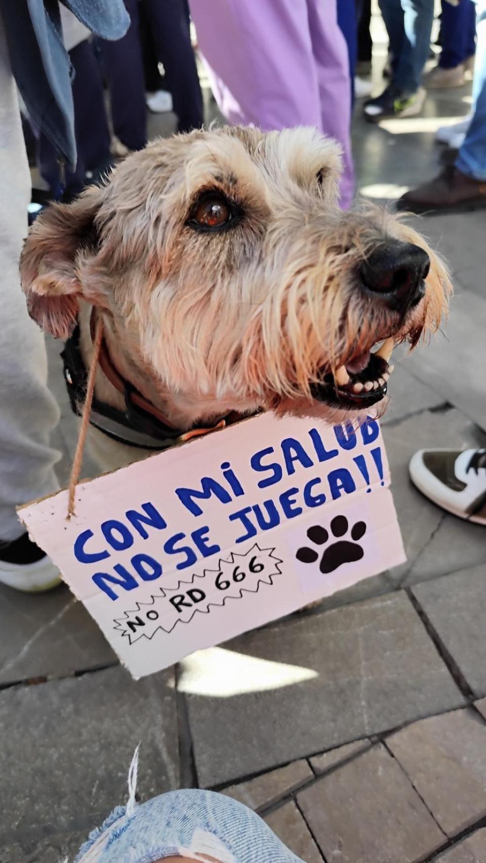 La protesta de los veterinarios en Málaga.