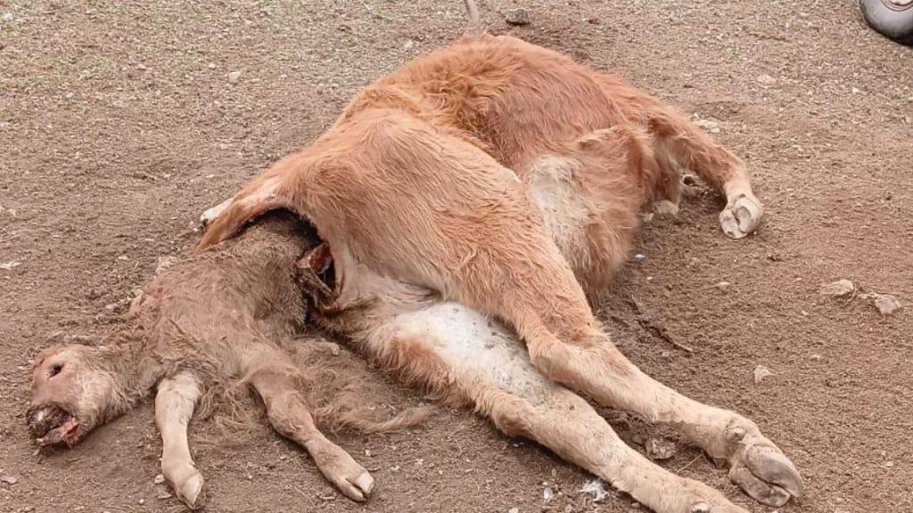 Los buitres matan a una vaca recién parida