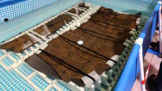 Dos piezas del pecio Mazarrón II, en proceso de consolidación en el laboratorio del Museo Nacional de Arqueología Subacuática (ARQVA).