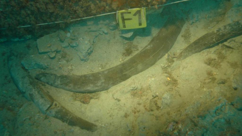 Varios de los colmillos de elefante del pecio fenicio del Bajo de la Campana, en su yacimiento original, antes de ser trasladados al Museo Nacional de Arqueología Subacuática (ARQVA)