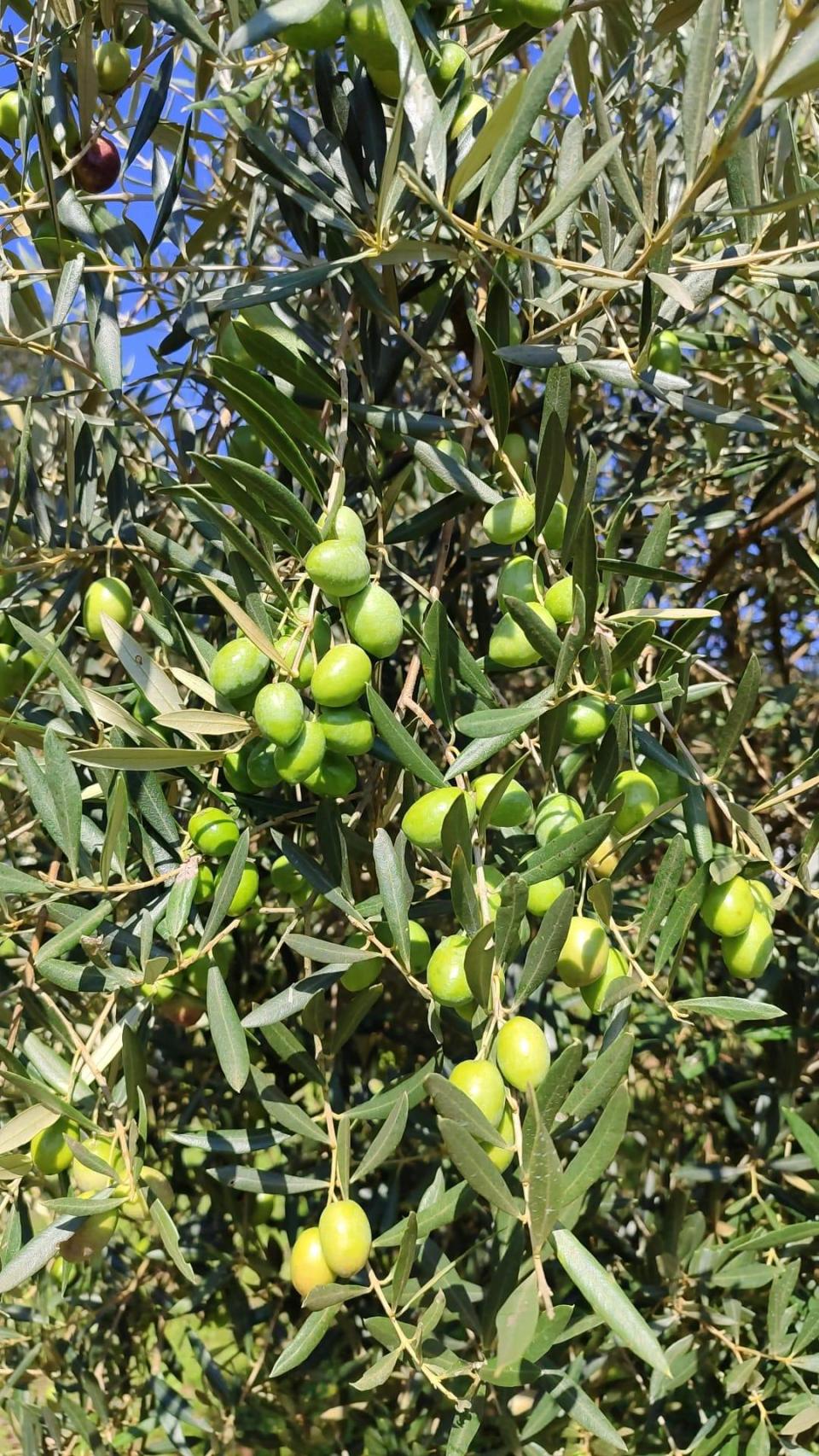 Olivas días antes del inicio de campaña de recolección 2024.