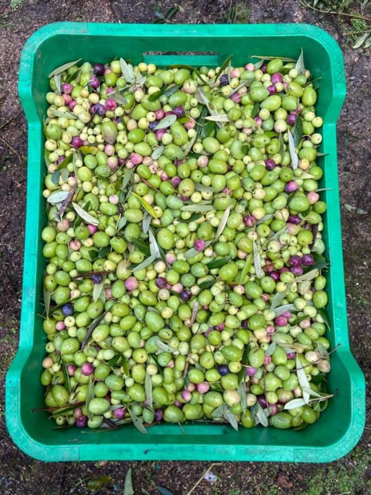 Cesto de olivas recién recogidas.