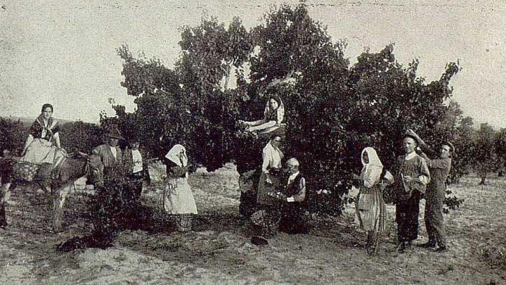 Recolectores de albaricoques toledanos en 1929. Foto de Pablo Rodríguez publicada en la Revista Toledo en un artículo de Santiago Camarasa.