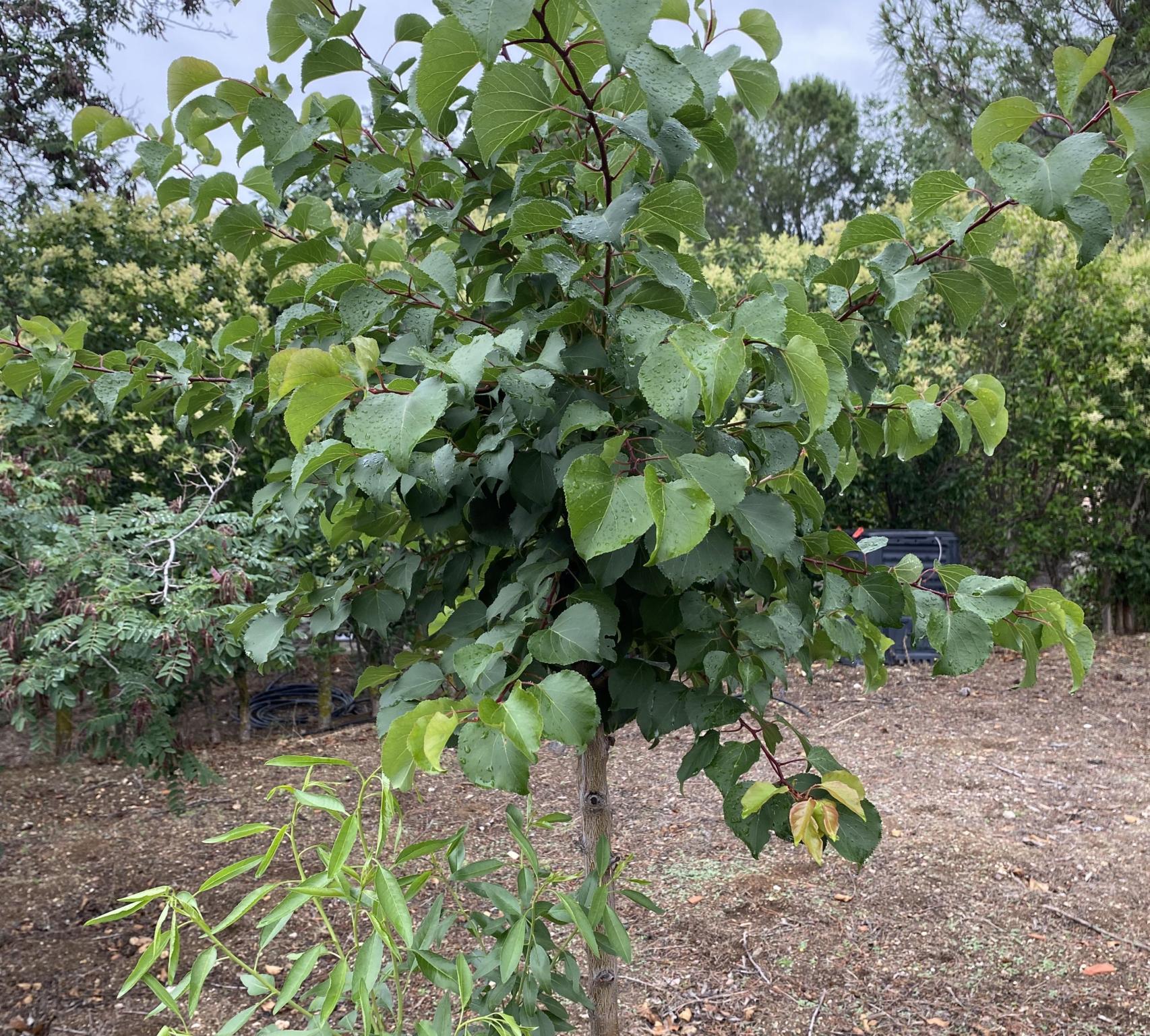 Albaricoque de hueso dulce injertado sobre un almendro amargo en un cigarral de Toledo.