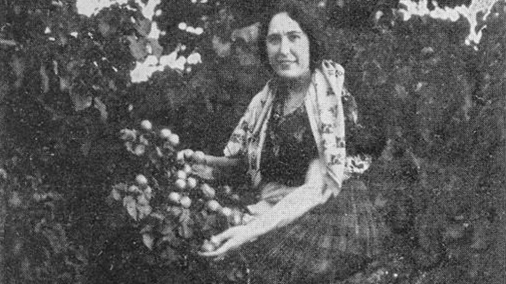 Una mujer recolecta albaricoques de Toledo hacia 1929. Foto de Pablo Rodríguez para Revista Toledo.