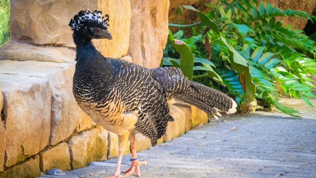 Un ejemplar de muitú en el Bioparc de Fuengirola.
