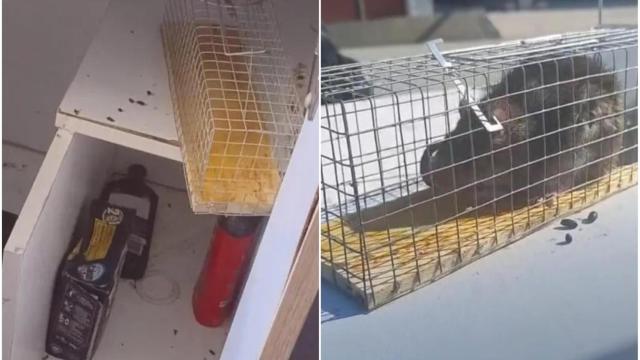 Un vecino de Elviña en A Coruña denuncia que las ratas se le cuelan en su cocina