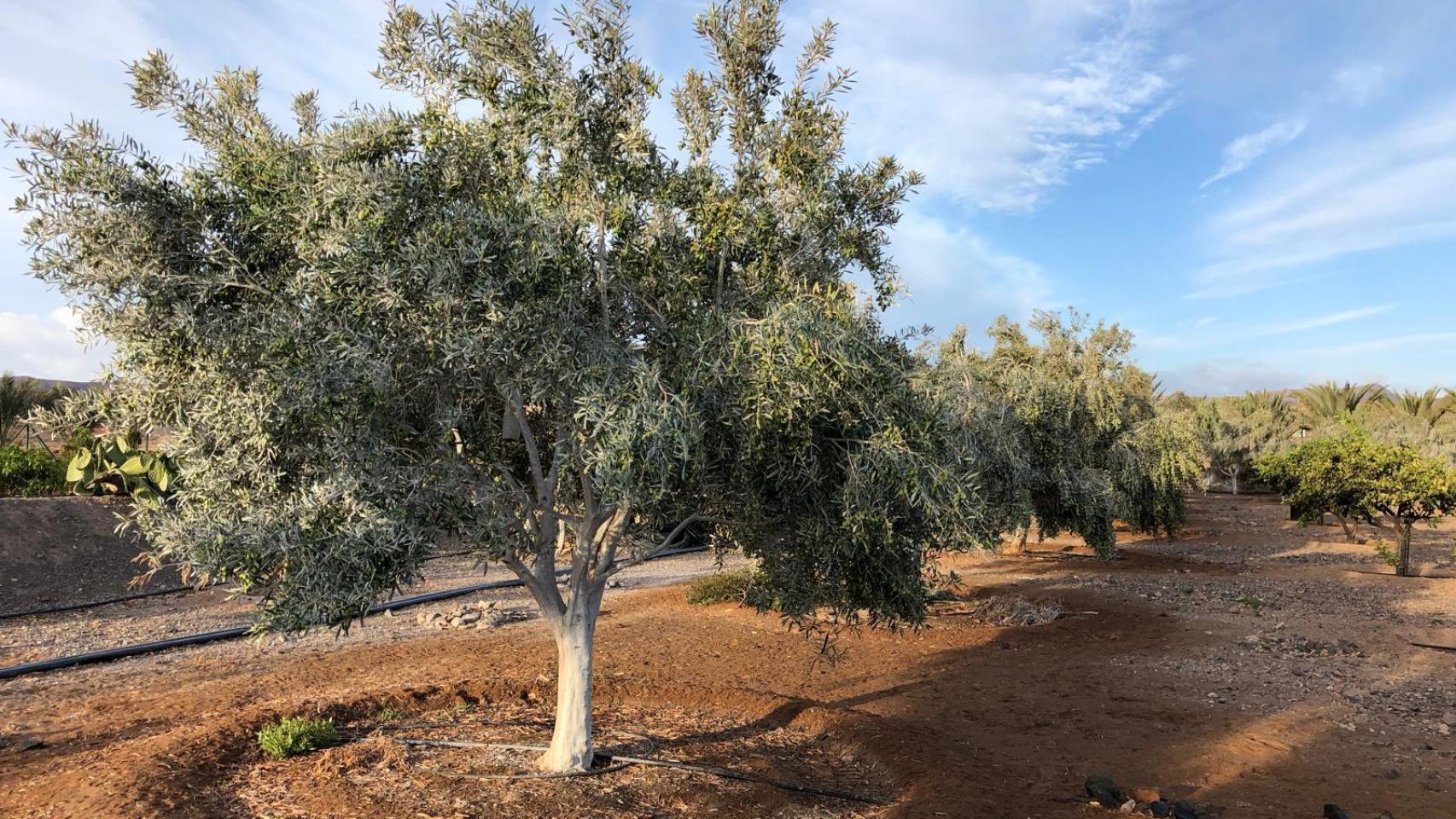 Olivares en Marcos Sánchez, en Tuineje.