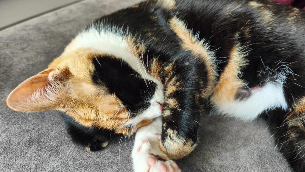 Lucas consigue salvar a su gata Kala gracias a internet: Necesitaba un donante, era una situación de vida o muerte