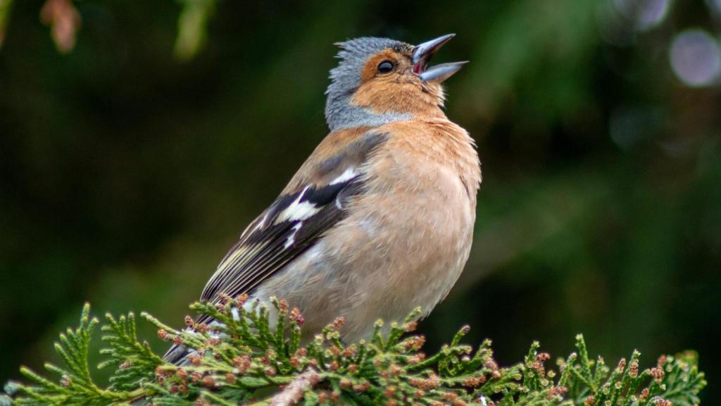 El pinzón es una de las especies que destaca por su corta vida.
