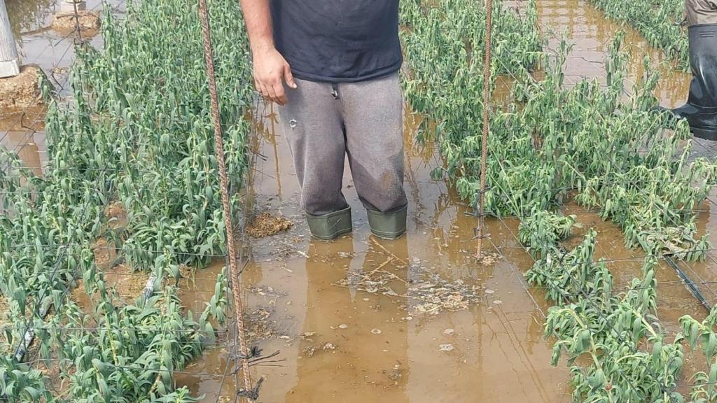 El agua alcanza la altura de las rodillas en algunos cultivos de flor cortada en Chipiona tras las fuertes lluvias