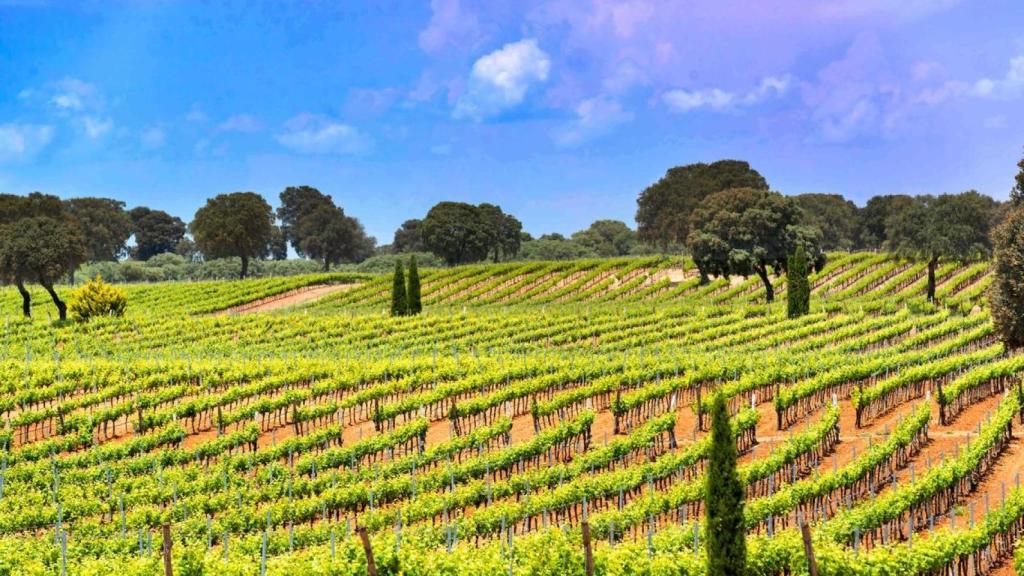 Viñedos.