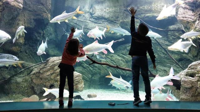 El museo fluvial más grande de Europa está en Zaragoza: cuenta con más de 300 especies de agua dulce