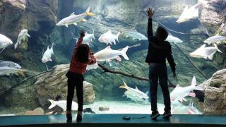 El museo fluvial más grande de Europa está en Zaragoza: cuenta con más de 300 especies de agua dulce