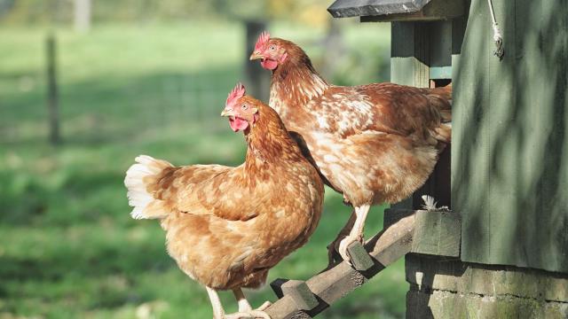Imagen de archivo de dos gallinas en un gallinero de una casa.