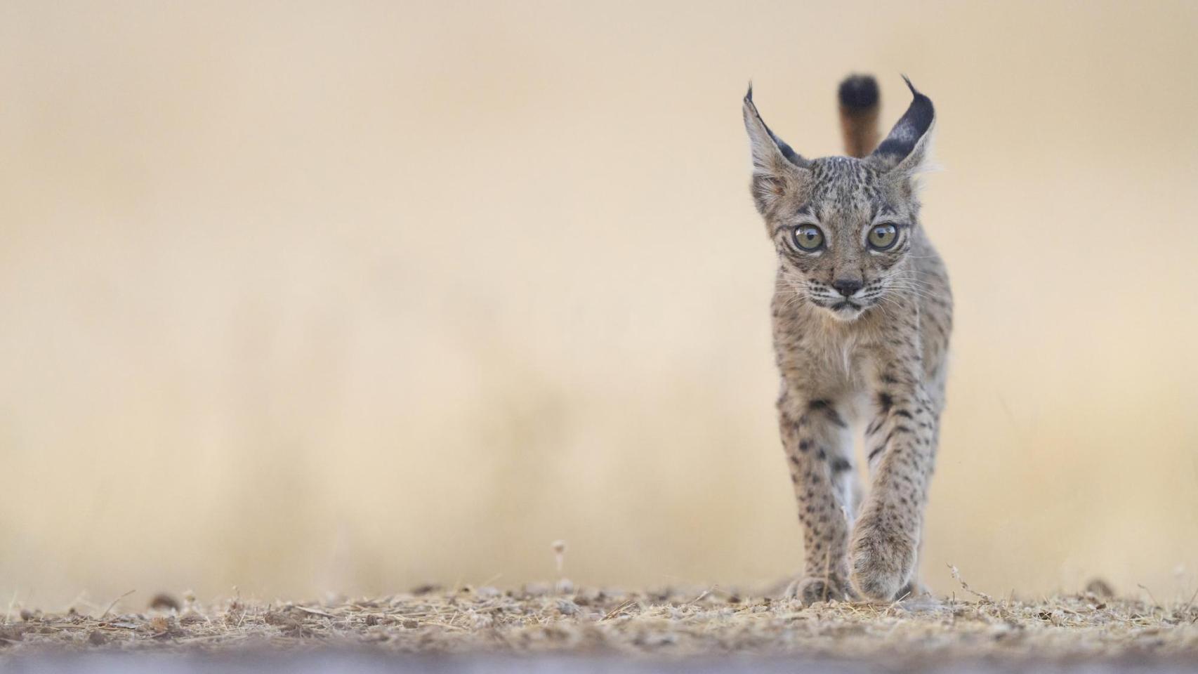Una cría de lince ibérico en España.