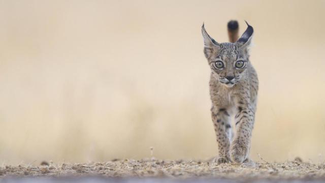 Una cría de lince ibérico en España.
