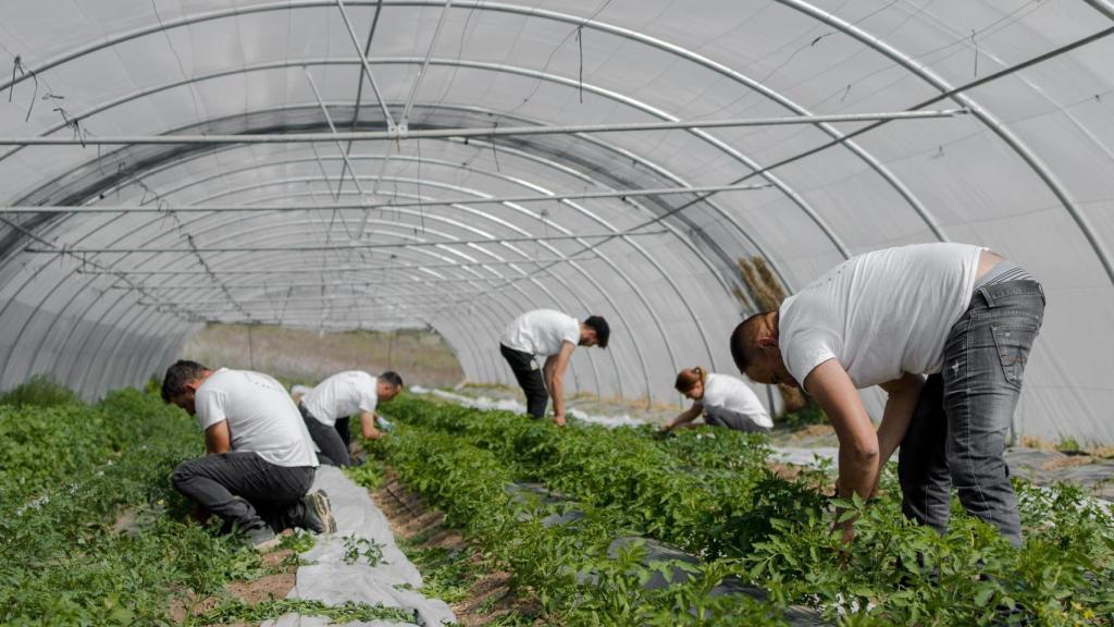 Un día cualquiera en la finca de Roostiq.