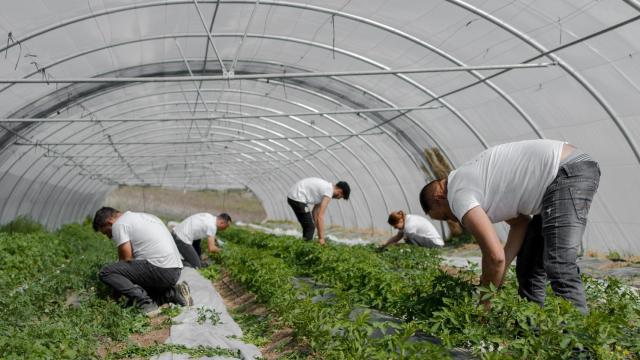 Un día cualquiera en la finca de Roostiq.