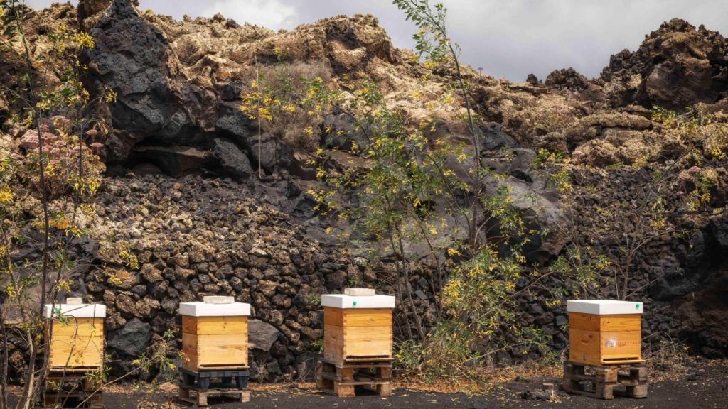 Colmenas con polinizadores que ayudan a que plantas locales prosperen y ayudan con las plagas y enfermedades en El Grifo.