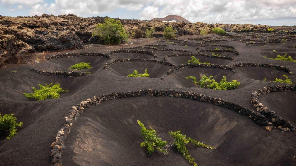 Los viñedos en El Grifo.