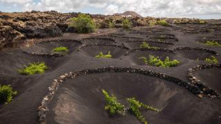 Los socos de los viñedos en El Grifo.
