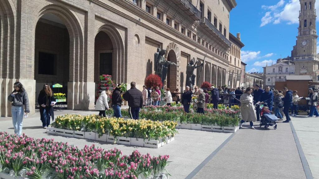 Vuelven los tulipanes solidarios a la plaza del Pilar: Esperamos recaudar 16.000 euros para la lucha contra el cáncer