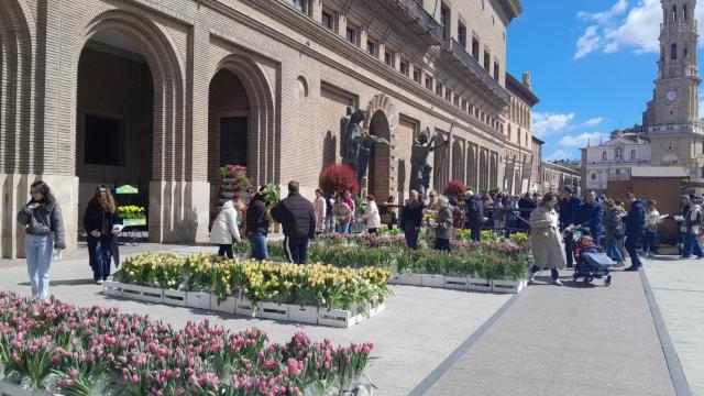 Vuelven los tulipanes solidarios a la plaza del Pilar: Esperamos recaudar 16.000 euros para la lucha contra el cáncer