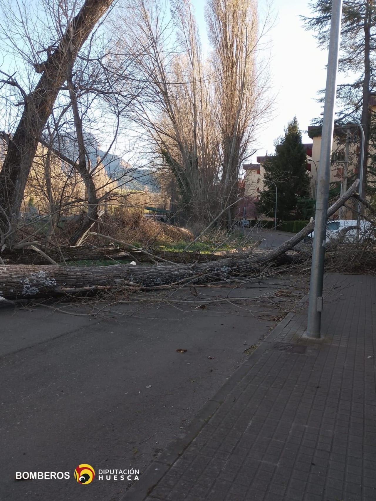 Un árbol derribado por el viento en Jaca.