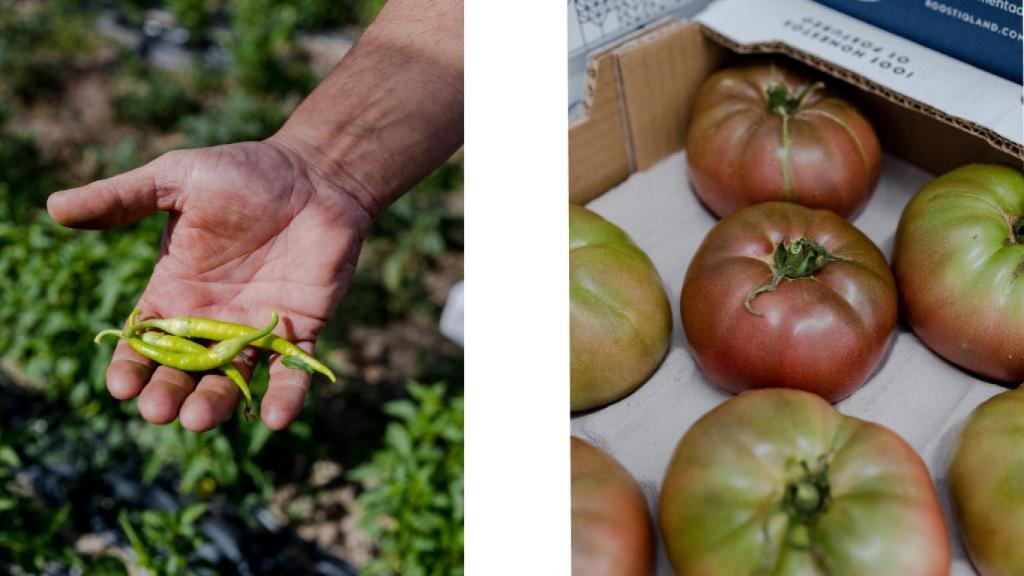 Piparras y tomates de la finca de Roostiq.